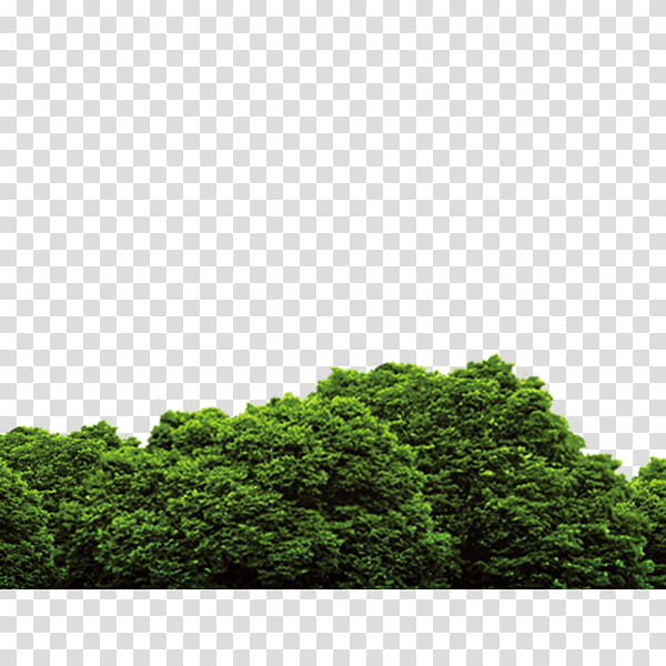 Green Grass, Forest, Tree, Drawing, Vegetation, Plant, Leaf, Shrub transparent background PNG clipart