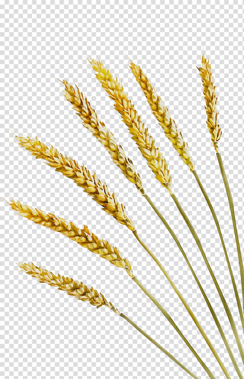 Grass Flower, Emmer, Video, Einkorn Wheat, Cereal, Grain, Rice, Crop transparent background PNG clipart