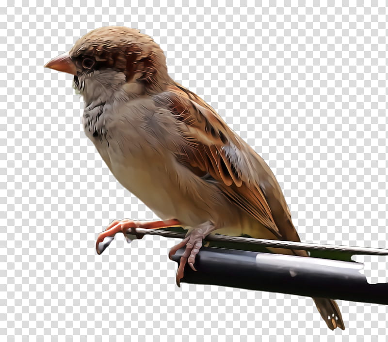 bird house sparrow sparrow beak songbird, Perching Bird, Chipping Sparrow, Wren transparent background PNG clipart