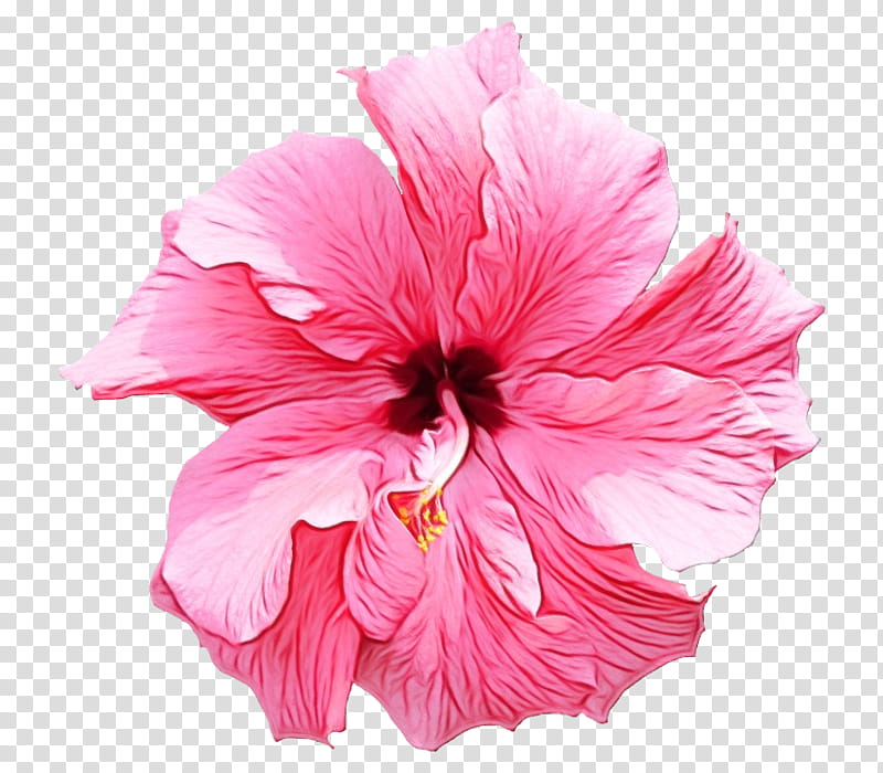 hibiscus flower pink petal hawaiian hibiscus, Watercolor, Paint, Wet Ink, Chinese Hibiscus, Plant, Flowering Plant, Mallow Family transparent background PNG clipart