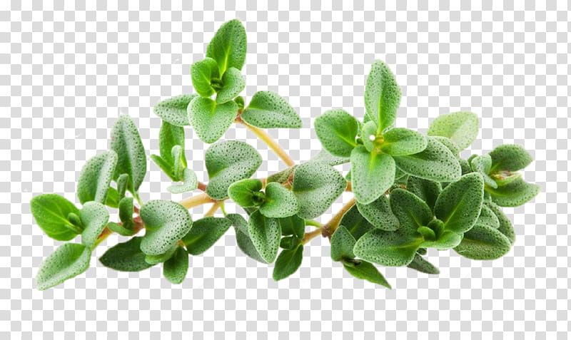 Breckland Thyme Plant, Herb, Essential Oil, Spice, Thymes, Flowerpot transparent background PNG clipart