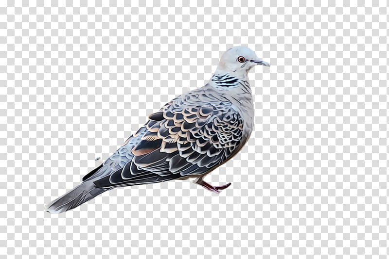 bird dove rock dove pigeons and doves beak, Watercolor, Paint, Wet Ink, Dove transparent background PNG clipart