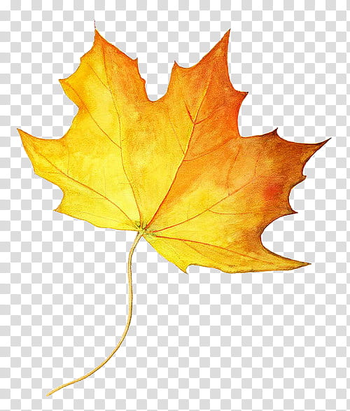 Yellow , yellow and brown maple leaf transparent background PNG clipart