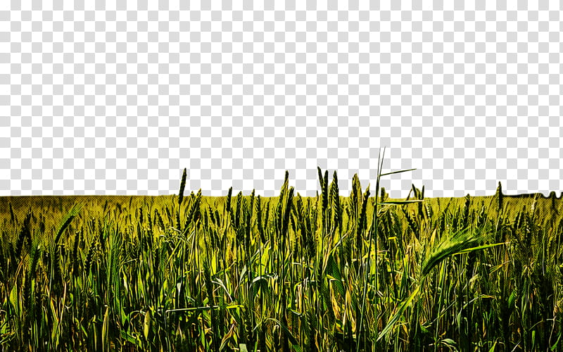 grass field vegetation plant crop, Grass Family, Plantation, Farm, Sky, Agriculture transparent background PNG clipart