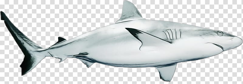 Great White Shark, Watercolor, Paint, Wet Ink, Tiger Shark, Squaliform Sharks, Mackerel Sharks, Requiem Sharks transparent background PNG clipart