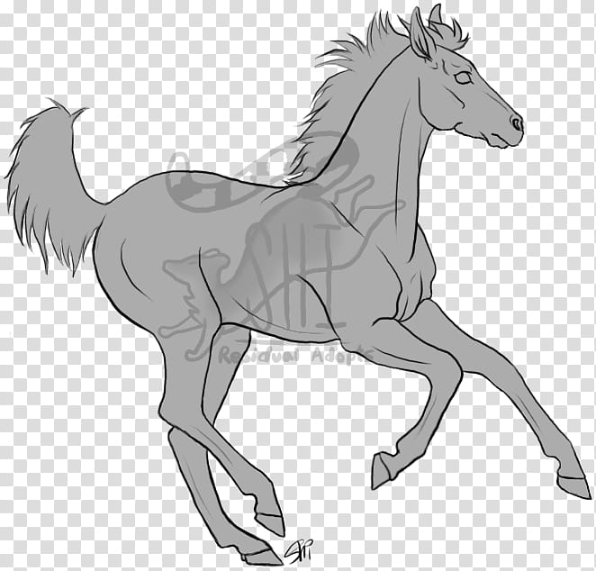 Yearling Lines transparent background PNG clipart