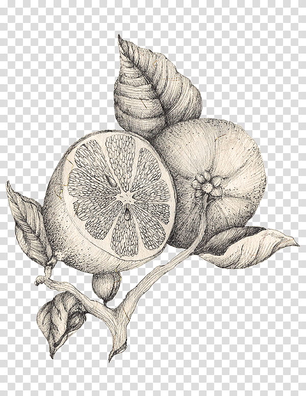 Leaf Drawing, Snail, Still Life , Plants, Fruit, Anthurium, Citrus transparent background PNG clipart