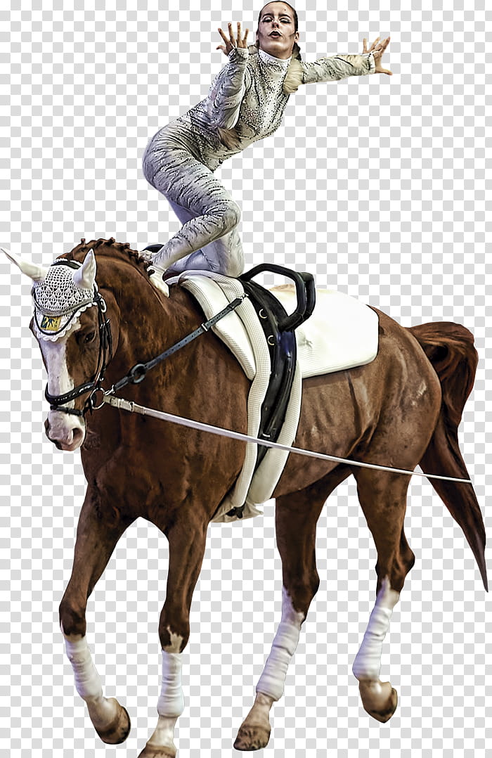 Horse, Equestrian, Rein, Stallion, Bridle, Horse Harnesses, Western Riding, Jockey transparent background PNG clipart
