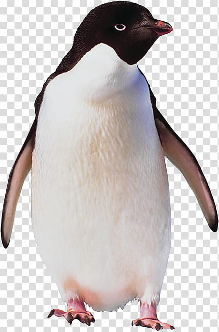 Penguin, Bird, Emperor Penguin, Flightless Bird, Antarctica, Antarctic Penguins, Animal, King Penguin transparent background PNG clipart