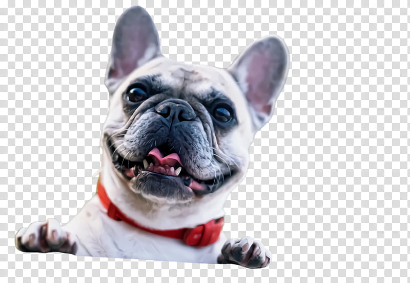 Cute Dog, Pet, Animal, Bulldog, French Bulldog, Toy Bulldog, Puppy, Chihuahua transparent background PNG clipart