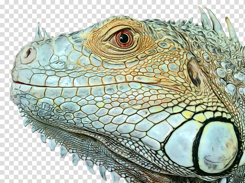 Dragon, Iguanas, Green Iguana, Animal, Reptile, Iguania, Lizard, Iguanidae transparent background PNG clipart