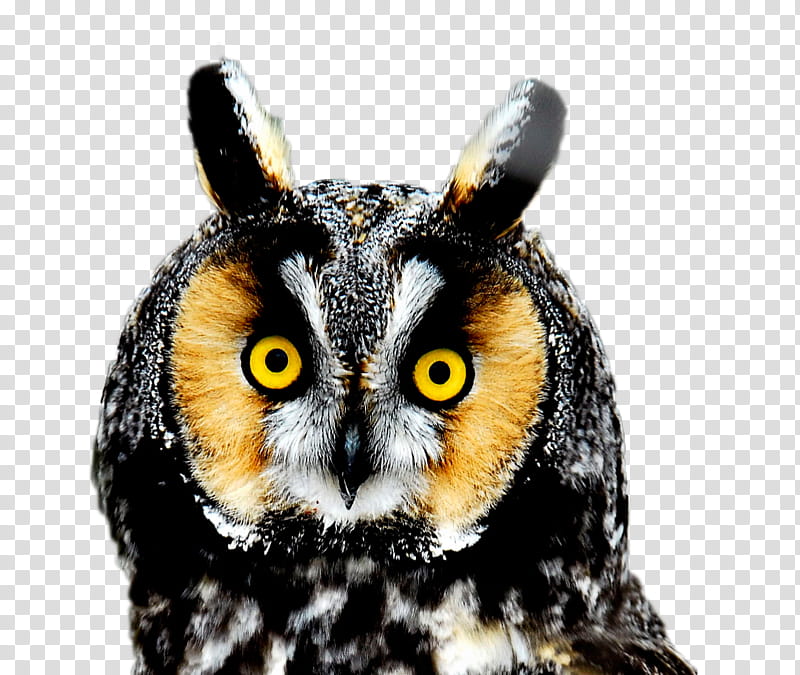 black and brown owl transparent background PNG clipart