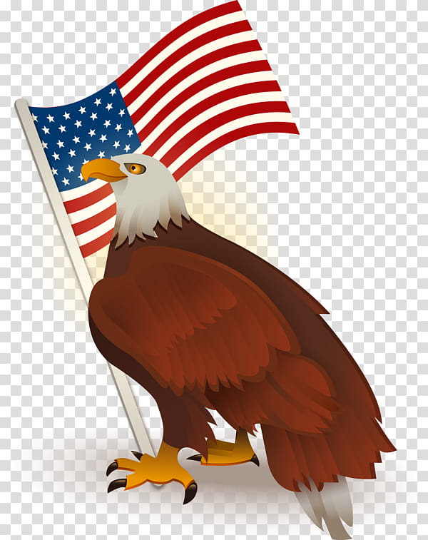 Sea Bird, Bald Eagle, Flag Of The United States, Hawk, Bird Of Prey, Accipitridae, Beak, Sea Eagle transparent background PNG clipart