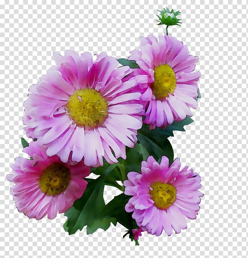 Pink Flower, Garden Cosmos, Chrysanthemum, Marguerite Daisy, Transvaal Daisy, Cut Flowers, Floral Design, Annual Plant transparent background PNG clipart