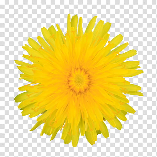 yellow dandelion flower dandelion english marigold, Plant, Pollen, Sow Thistles, Gerbera, Petal transparent background PNG clipart