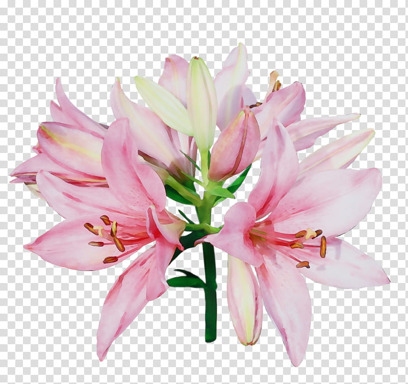flower lily plant pink petal, Watercolor, Paint, Wet Ink, Cut Flowers, Amaryllis Belladonna, Amaryllis Family, Lily Family transparent background PNG clipart