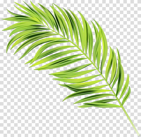Cartoon Palm Tree, Watercolor, Paint, Wet Ink, Palm Trees, Plant Stem, Grasses, Leaf transparent background PNG clipart
