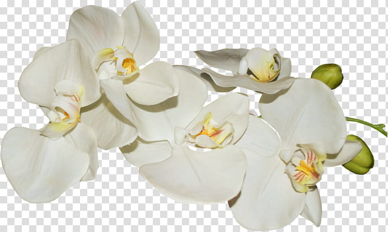 Flowers, Orchids, Moth Orchids, Vanilla Orchids, Cut Flowers, Floral Design, Drawing, White transparent background PNG clipart