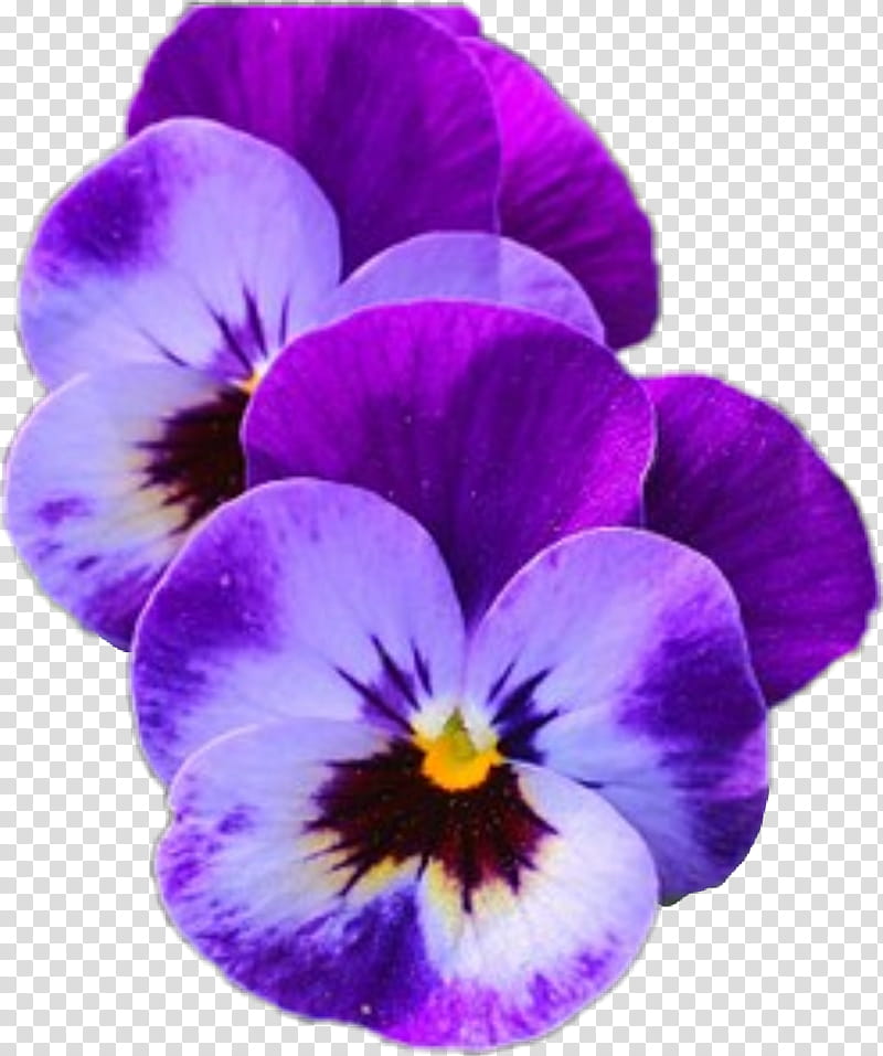 Flower Garden, Pansy, Pansy Pansy, Edible Flower, Petal, Plants, Purple, Annual Plant transparent background PNG clipart