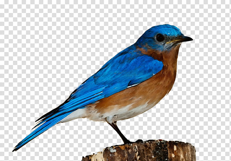 Robin Bird, Parrot, European Robin, Sparrow, Finches, Bird Houses, Bird Feeders, Old World Flycatchers transparent background PNG clipart