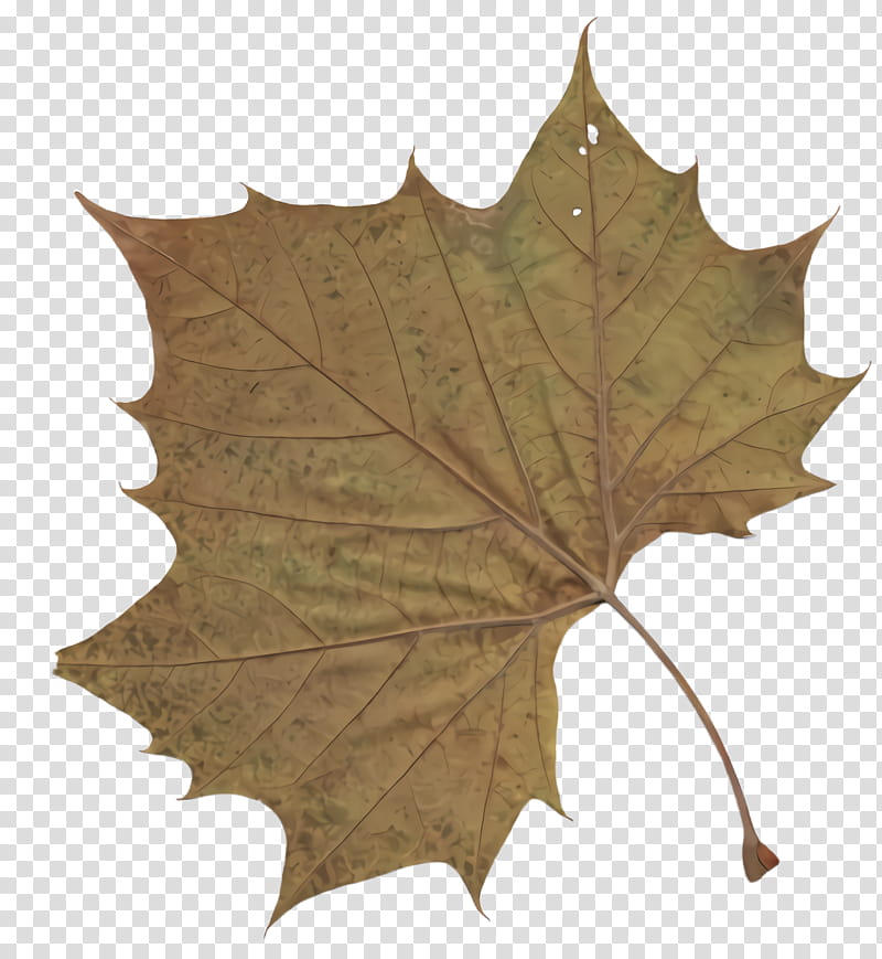 Maple leaf, Black Maple, Tree, Plane, Plant, Black Oak, Grape Leaves, Woody Plant transparent background PNG clipart