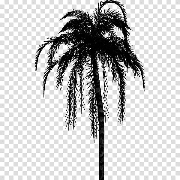 Coconut Tree, Asian Palmyra Palm, Palm Trees, Babassu, Sticker, Palmier, Date Palm, Borassus transparent background PNG clipart