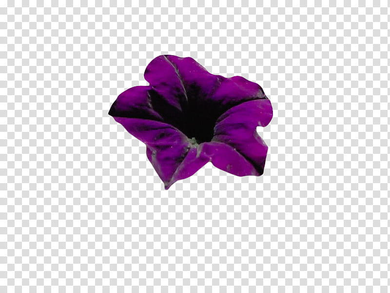 , purple Petunia flower transparent background PNG clipart