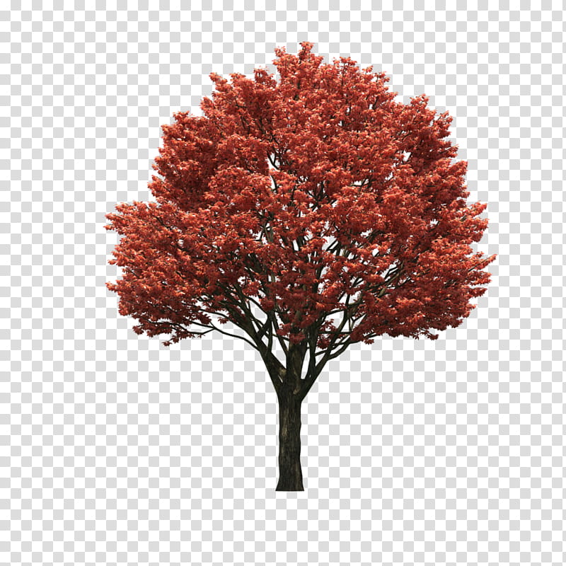 Red Maple Leaf, Japanese Maple, Sugar Maple, Tree, Acer Japonicum, Fall Tree, Sycamore Maple, Norway Maple transparent background PNG clipart