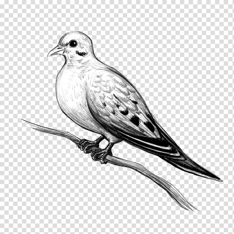 bird beak american mourning dove drawing dove, Dove, Rock Dove, Perching Bird transparent background PNG clipart