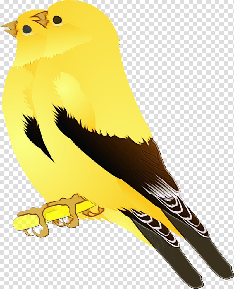 bird beak atlantic canary yellow songbird, Watercolor, Paint, Wet Ink, Perching Bird, Finch, Old World Oriole transparent background PNG clipart