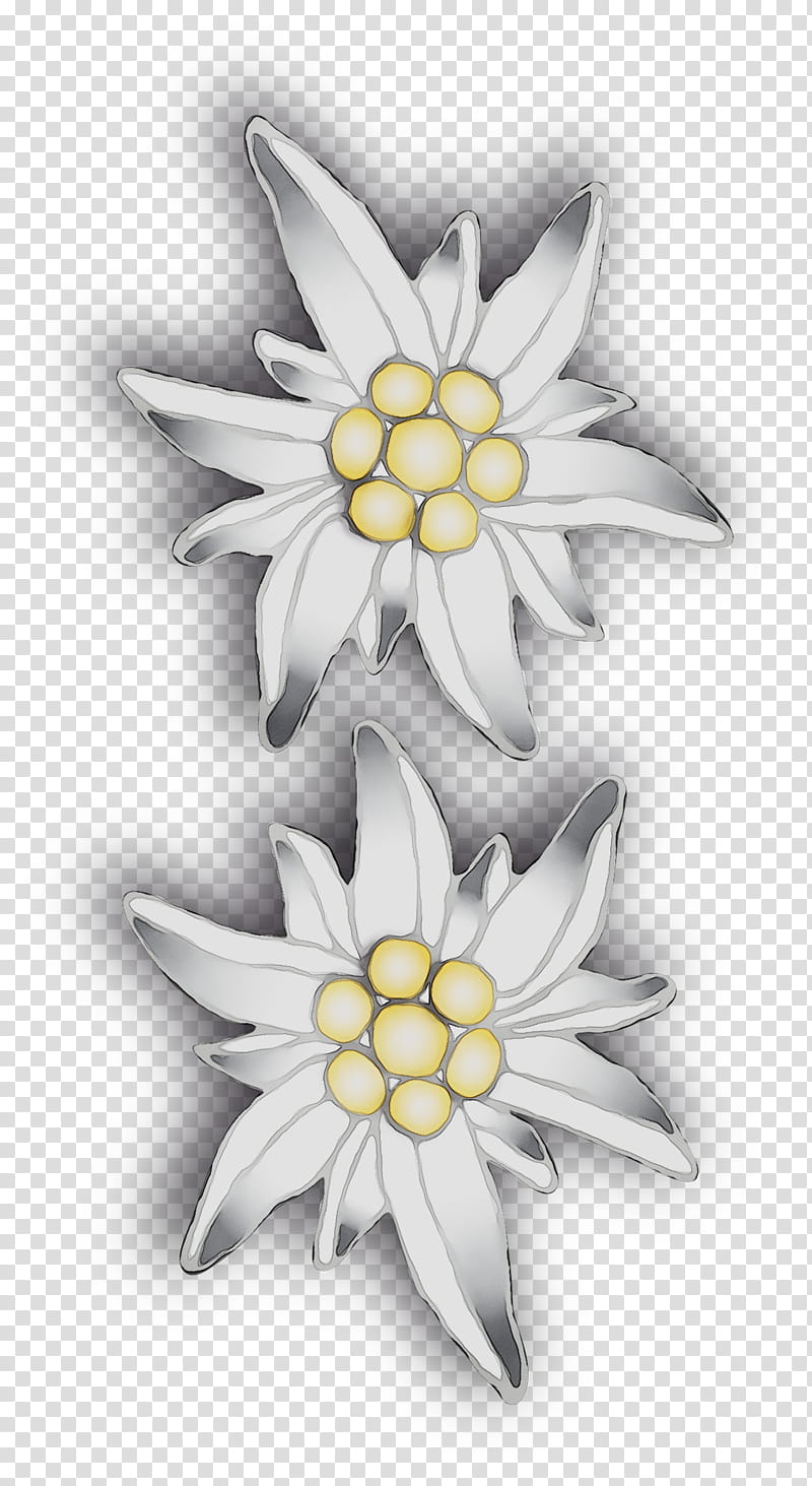 White Flower, Yellow, Petal, Edelweiss, Plant, Blackandwhite, Wildflower, Flannel Flower transparent background PNG clipart