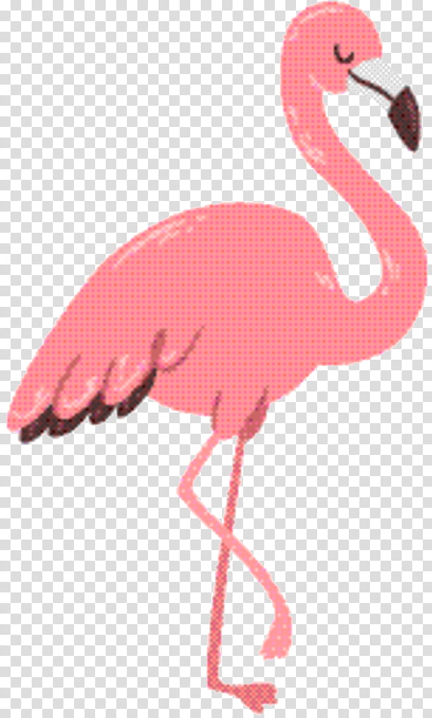 Pink Flamingo, Phoenicopterus, Bird, , Animal, Cuteness, Rabbit, Color transparent background PNG clipart