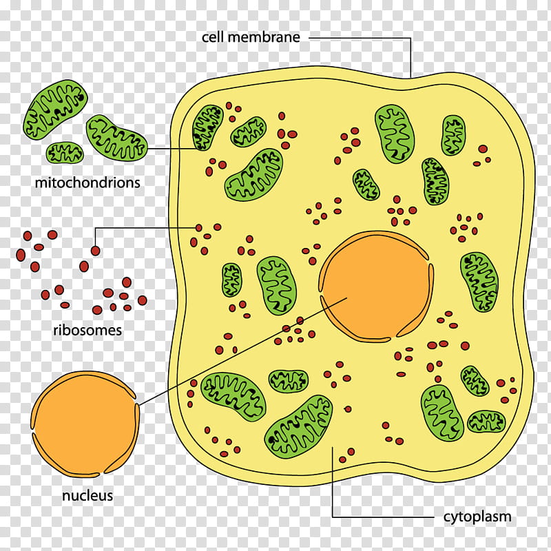 cytoplasm clipart