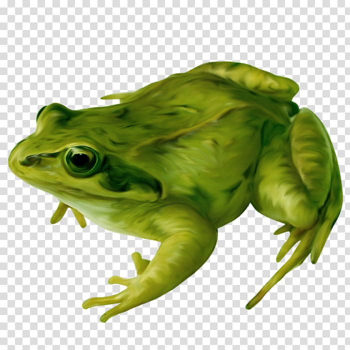 Golden, Frog, Amphibians, True Frog, True Toad, Drawing, Edible Frog, Panamanian Golden Frog transparent background PNG clipart