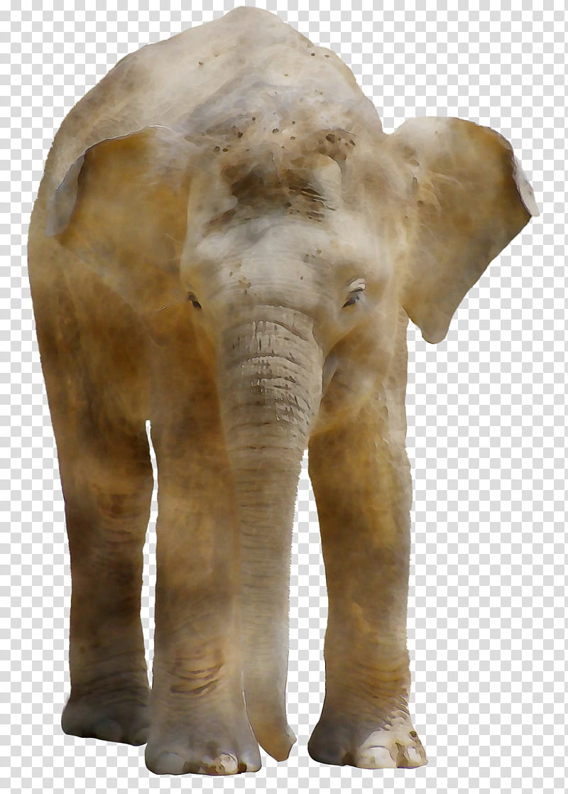 Indian Elephant, African Elephant, Snout, Animal, Animal Figure, Figurine, Statue, Wildlife transparent background PNG clipart