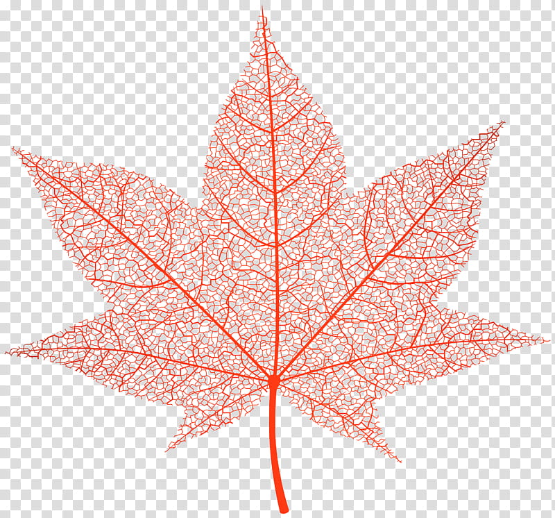 Maple leaf, Tree, Black Maple, Plant, Woody Plant, Sweet Gum, Plane, Flowering Plant transparent background PNG clipart