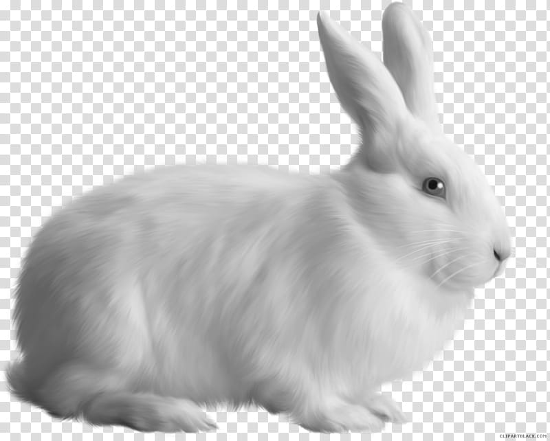 Rabbit, Hare, European Rabbit, French Lop, Rabbit Rabbit Rabbit, Animal, Pet, Leporids transparent background PNG clipart