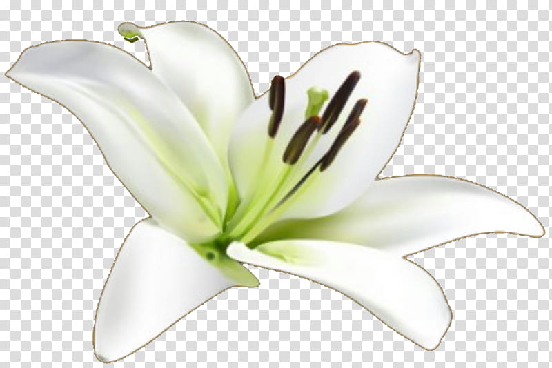 Blanca Lily transparent background PNG clipart