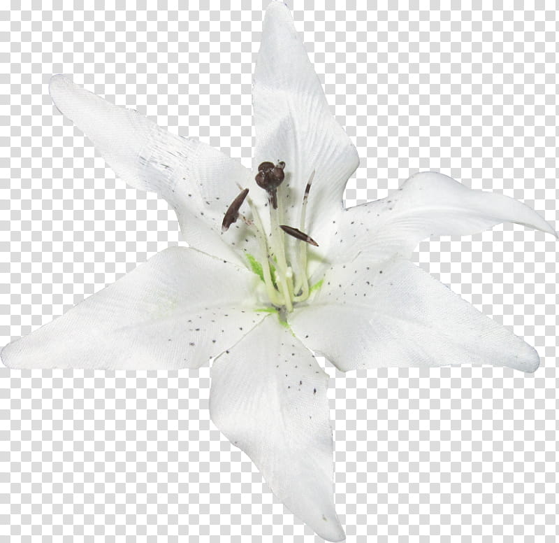 Easter Lily, Flower, Plants, Madonna Lily, Fleurdelis, Tuberose, White, Petal transparent background PNG clipart