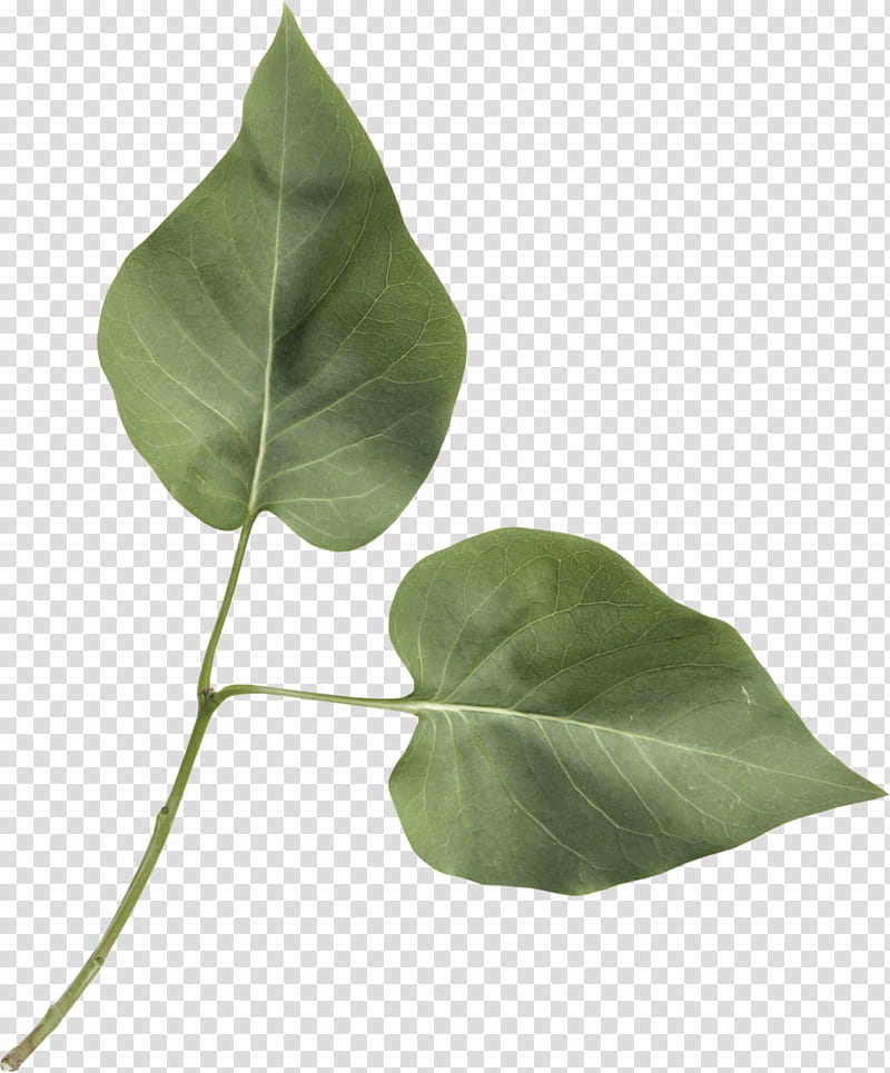 Green Leaf, Color, Plant Stem, Plants, Maple Leaf, Yellow, Bluegreen, Trunk transparent background PNG clipart