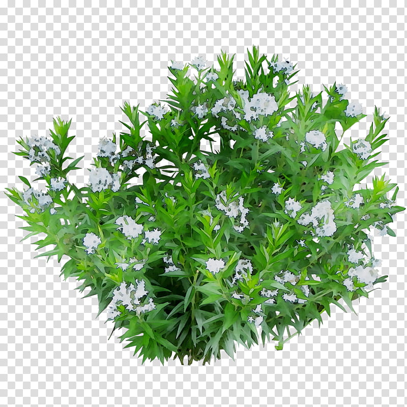 Green Grass, Dwarf Umbrella Tree, Green And Blooming Plants, Aquatic Plants, Houseplant, Schefflera Actinophylla, Floristry, Flower transparent background PNG clipart