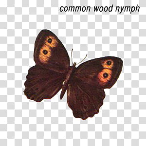 common wood nymph butterfly transparent background PNG clipart