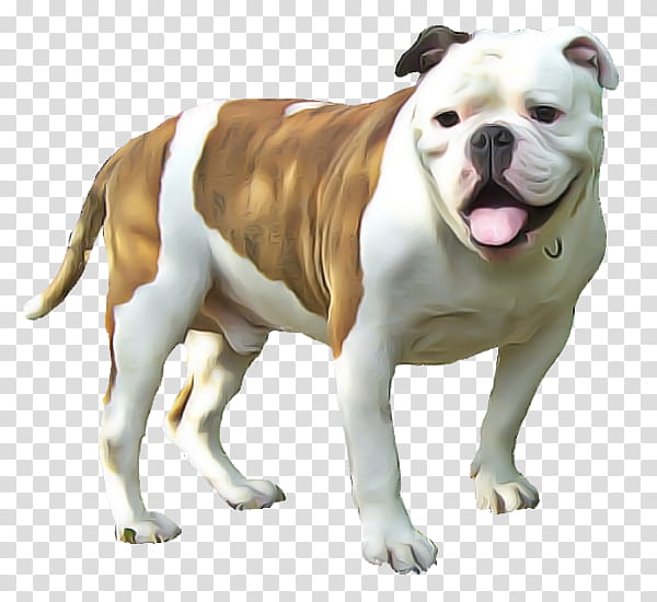 American bulldog, Old English Bulldog, Olde English Bulldogge, Toy Bulldog, Australian Bulldog, White English Bulldog, Renascence Bulldogge, Nonsporting Group transparent background PNG clipart