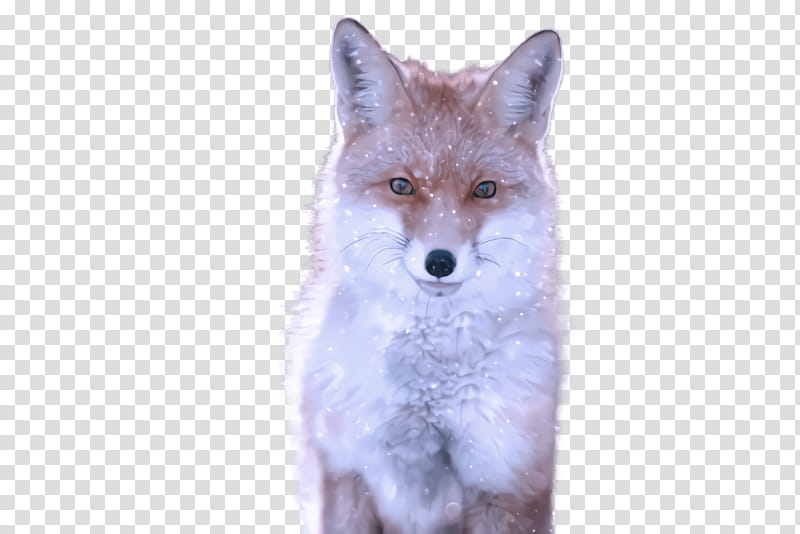 fox wildlife swift fox coyote red fox, Jackal transparent background PNG clipart