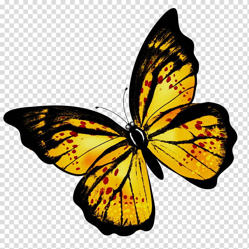 Radio, Butterfly, Monarch Butterfly, Pieridae, Brushfooted Butterflies, News, Month, Breaking News transparent background PNG clipart