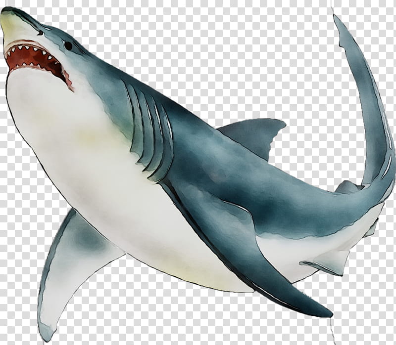 Great White Shark, Requiem Sharks, Mackerel Sharks, Fin, Jaw, Biology, White Sharks, Fish transparent background PNG clipart