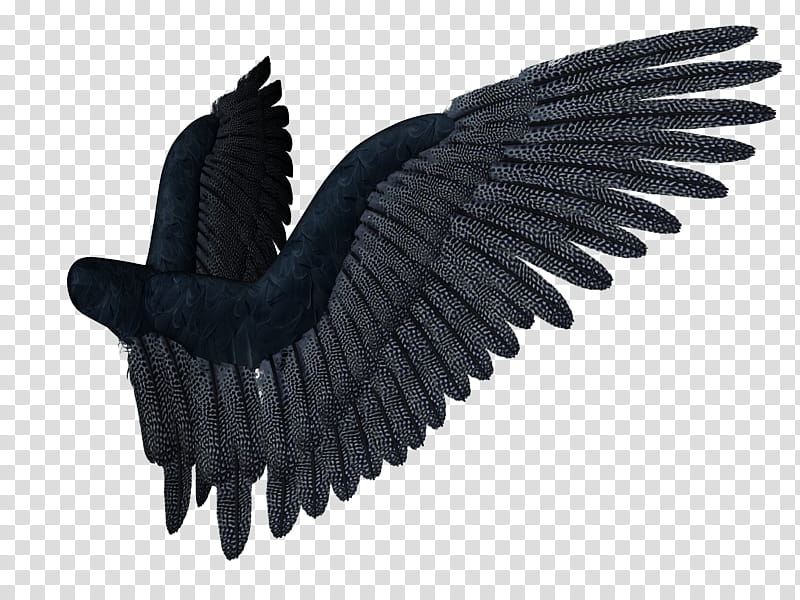 Feathered Wings  , black and gray wings transparent background PNG clipart