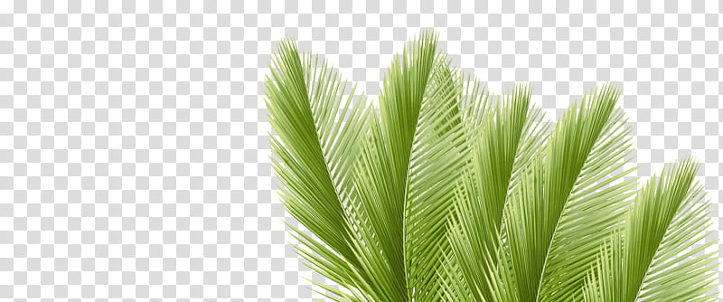 Plants leaves Mega, green pine tree artwork transparent background PNG clipart