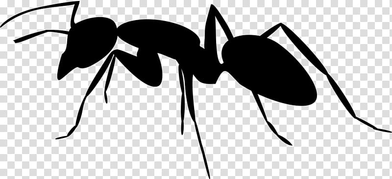 Ant, Silhouette, Insect, Drawing, Black Garden Ant, Carpenter Ant, Pest, Membranewinged Insect transparent background PNG clipart