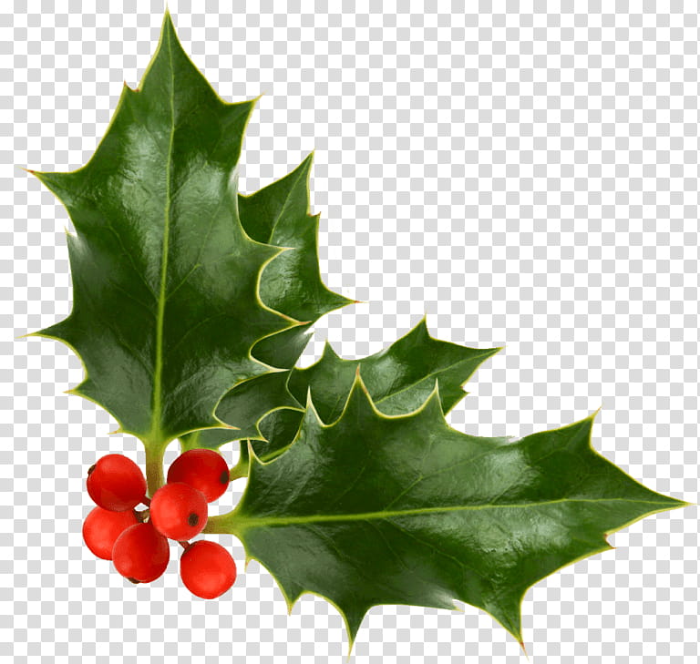 Holly, Leaf, Plant, American Holly, Flower, Tree, Grape Leaves, Plane transparent background PNG clipart